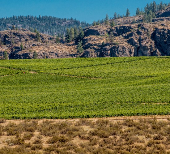 Okanagan Vineyard: Photography by Darlene West