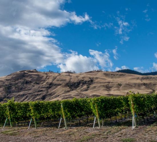 Okanagan Vineyard: Photography by Darlene West